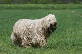 KOMONDOR 016